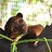 kinkajou